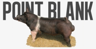 Point Taken X Unreal - Wild Boar