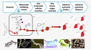 The Adverse Outcome Pathway Framework And Multi Bio - Diagram