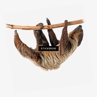 Sloth