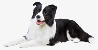 Clip Art Dog Breed Information Famil - Border Collie Transparent Background