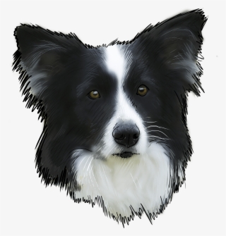 68 Why Are You A Border Collie - Fehlt Hundekalender 2018 Border Collie