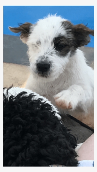 Medium Female Border Collie Mix Dog In Vic - Parson Russell Terrier