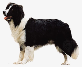 Border Collie Dog