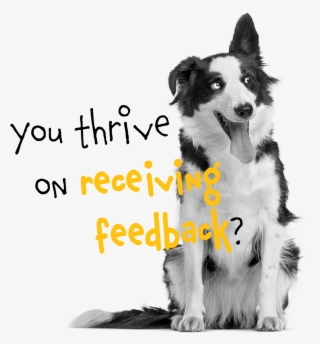 Njuškalo Is The Biggest Croatian Marketplace Player - 10 Años