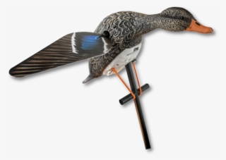 Lucky Hd Hen Mallard Spinner - Mallard