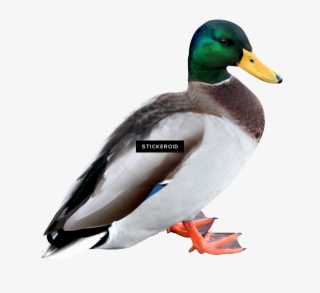 Duck - Portable Network Graphics