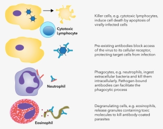 Different Killing Strategies Are In Place For Fighting - Portable Network Graphics