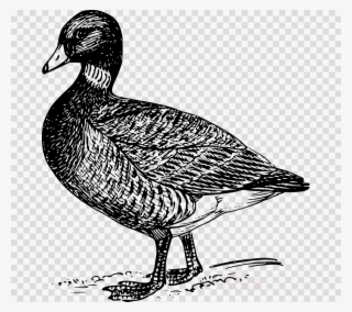 Brant Bird Drawing Clipart Mallard Goose Duck - Goose Png Drawing
