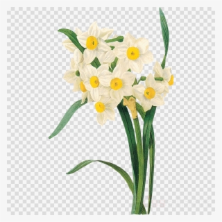 Pierre Joseph Redoute Botanical Note Cards