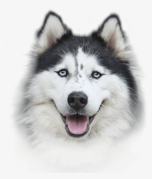 Bio-groom Extra Body Shampoo