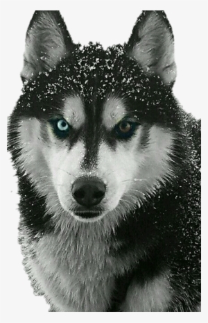 Jpg Library Library Check Out The Sticker I Made With - Siberian Husky