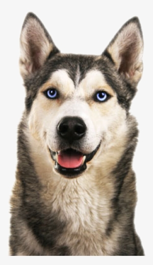 Husky Appearance - Imagine This Wood Breed Decorative Mortgage Sign Husky