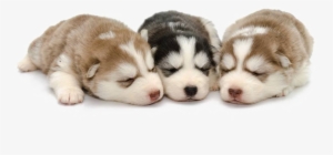 Husky Png Background - Siberian Husky Puppy Png