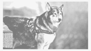 Siberian Husky Alaskan Malamute Sakhalin Husky Seppala - Siberian Husky