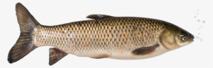 Grass Carp Promotion - Grass Carp Png