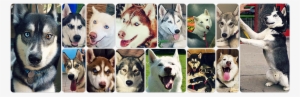 Adopt A Husky Minnesota - Miniature Siberian Husky