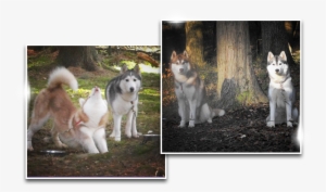 History Siberian Husky History Siberian Husky - Siberian Husky