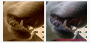 You Don't Want Chompers Like These Biting Down On Your - Fang