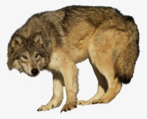 Wa-29 - Wolf Metal Print Wall Art | Lobo