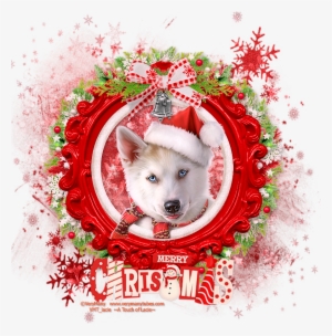 Christmas Husky - Greenland Dog