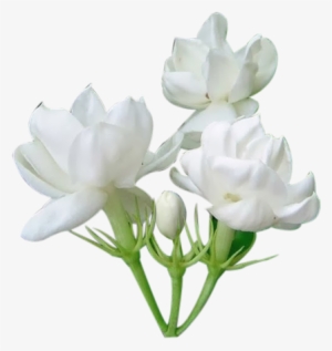 Jasmine Flower Png - Jasmine Png