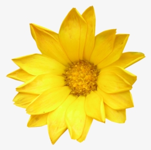 Image001 - Yellow Flowers On A White Background