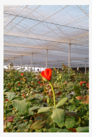 Single-flower - Zinnia