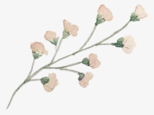 Single Floral 2 - Portable Network Graphics