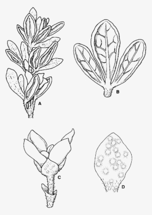Zieria Odorifera Subsp - Zieria Odorifera