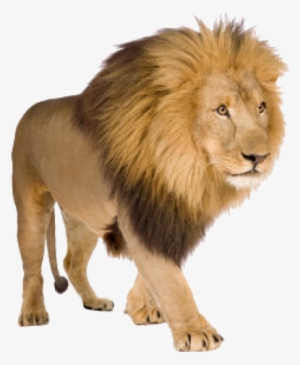 Lion Png Free Download - Lions With White Background