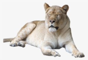 Clip Freeuse Library Female Lion Stock By Sherubichan - Female Lion Image Transparent
