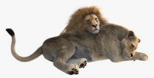 Lion Png Clipart - Female Lion Png