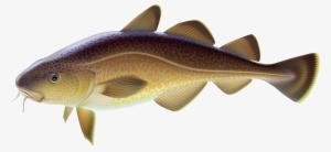 Carp Fish Png Clipart - Carp Clipart