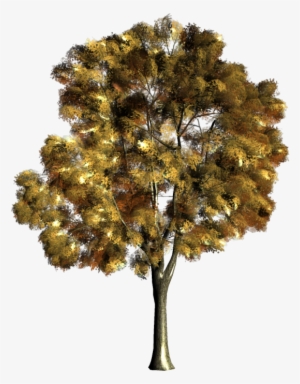 Arbre,png - Desenho Arvores Em Aquarela