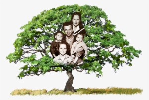 Currently, I've Enjoyed Working In A Variety Of Venues, - Oak Tree