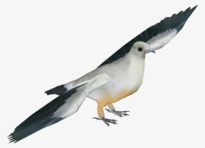 Pied Imperial Pigeon