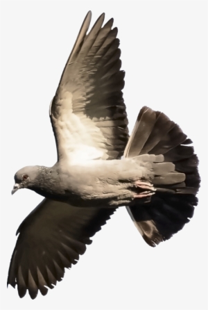 Homing Pigeon Columbidae Fantail Pigeon Indian Fantail - Fantail Pigeon