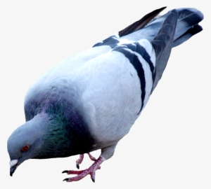 Pigeon Png Picture - Голубь Без Фона