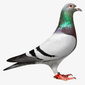 Pigeon Png