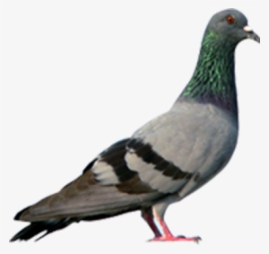 Pigeon Png Hd - Homing Pigeon Magnetic Field