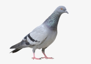 Pigeon Png Free Download - Pigeon Transparent