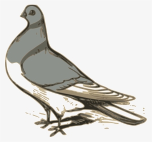 This Free Icons Png Design Of Pigeon Illustration