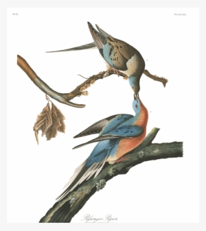 Passenger Pigeons Painted By John J - Audubon Passenger Pigeon