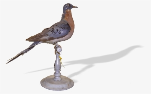 Passenger Pigeon - Stock Dove