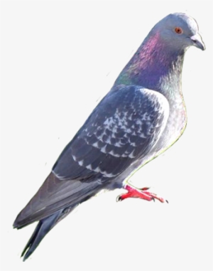 Pigeon Photo Clip Art - Attract Pigeons