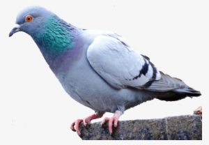 Pigeon Png Images Free Pictures - Clean Pigeon