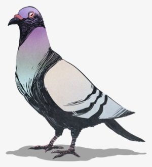 Pigeon - Stock Dove