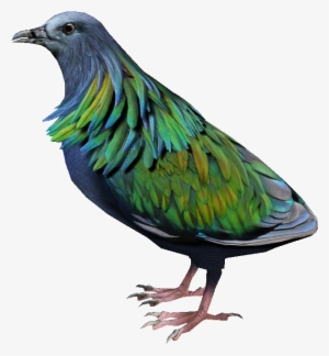 Nicobar Pigeon 2