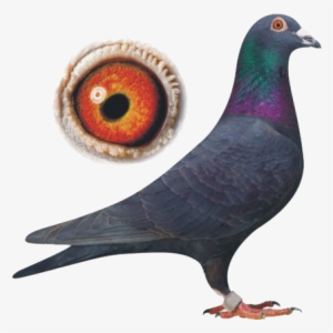 Colossal, Experience - Racing Homer Pigeon Png