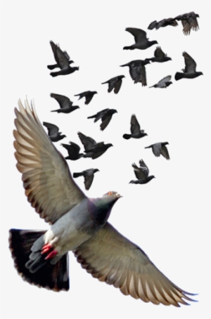 Yükle - Tó, Portugal